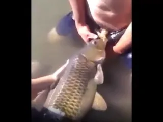 คลิปสองหนุ่มเล่นพิเรนลงแม่น้ำจับปลา เอาควยยัดปากปลา เย็ดปากปลาริมแม่น้ำลำคลอง