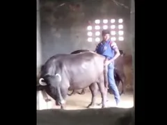 คลิปแอบถ่ายคนเอากับสัตว์ หนุ่มแอบเย็ดหีควายตัวเมียในโรงฆ่าสัตว์ สุดท้ายโดนตีนควายดีดควยไปซ